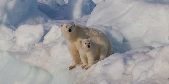 640px-Female polar bear Ursus maritimus with cub Svalbard