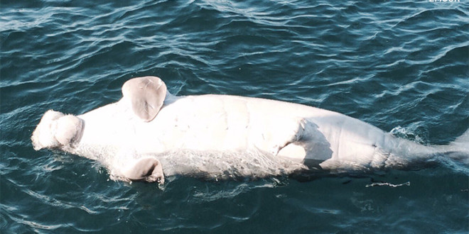 dugong-dead