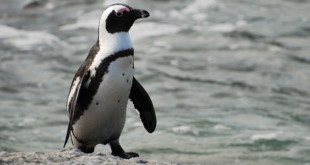 640px-African penguin near Boulders Beach