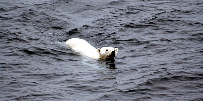 640px-Polar bear arctic