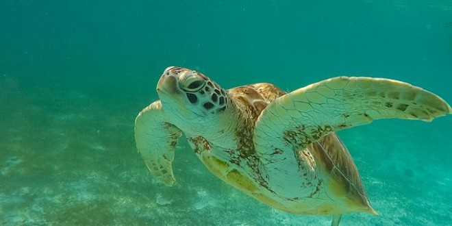 640px-Meeresschildkröte Malediven