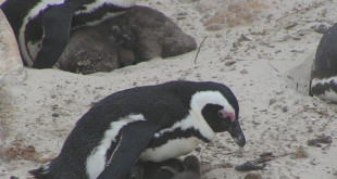 640px-African penguins with chicks