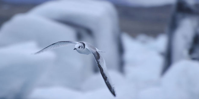 El cambio climático está afectando gravemente a las poblaciones de aves  marinas del Ártico - Ocean Sentry
